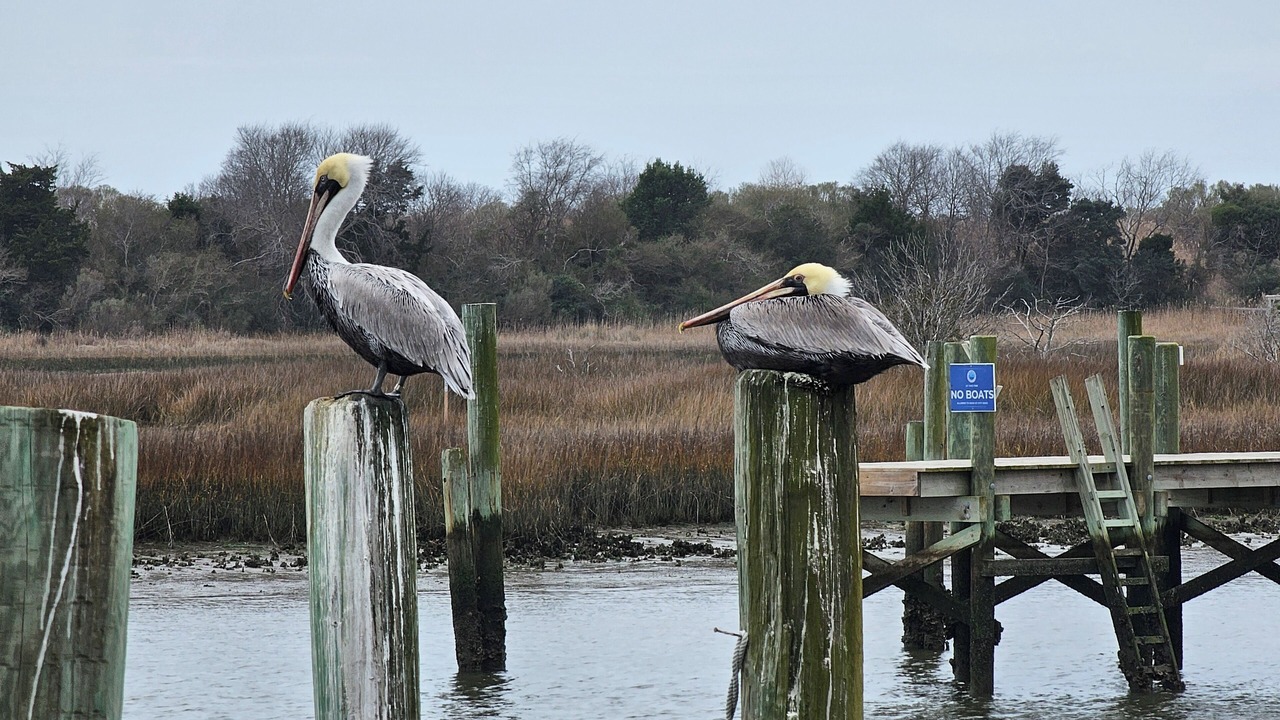 Photo of Others in Tranquil Harbour