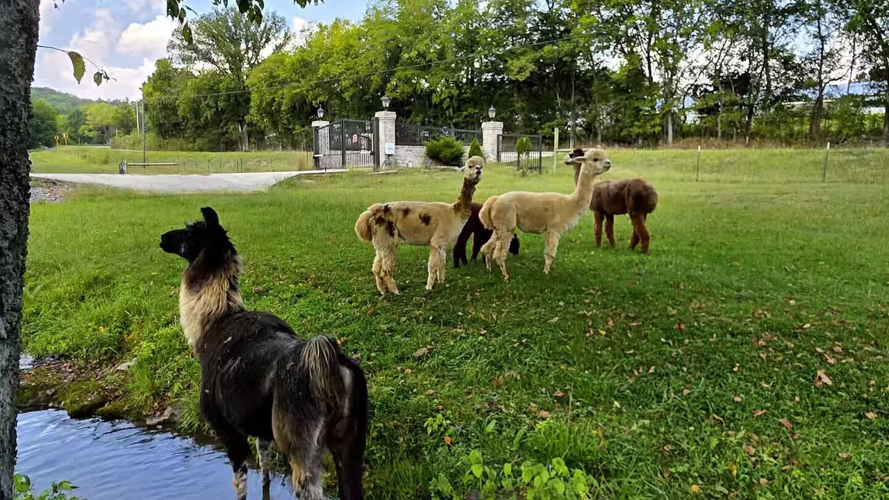 Photo of Others in Dickel