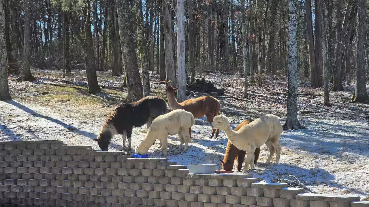Photo of Others in Dickel