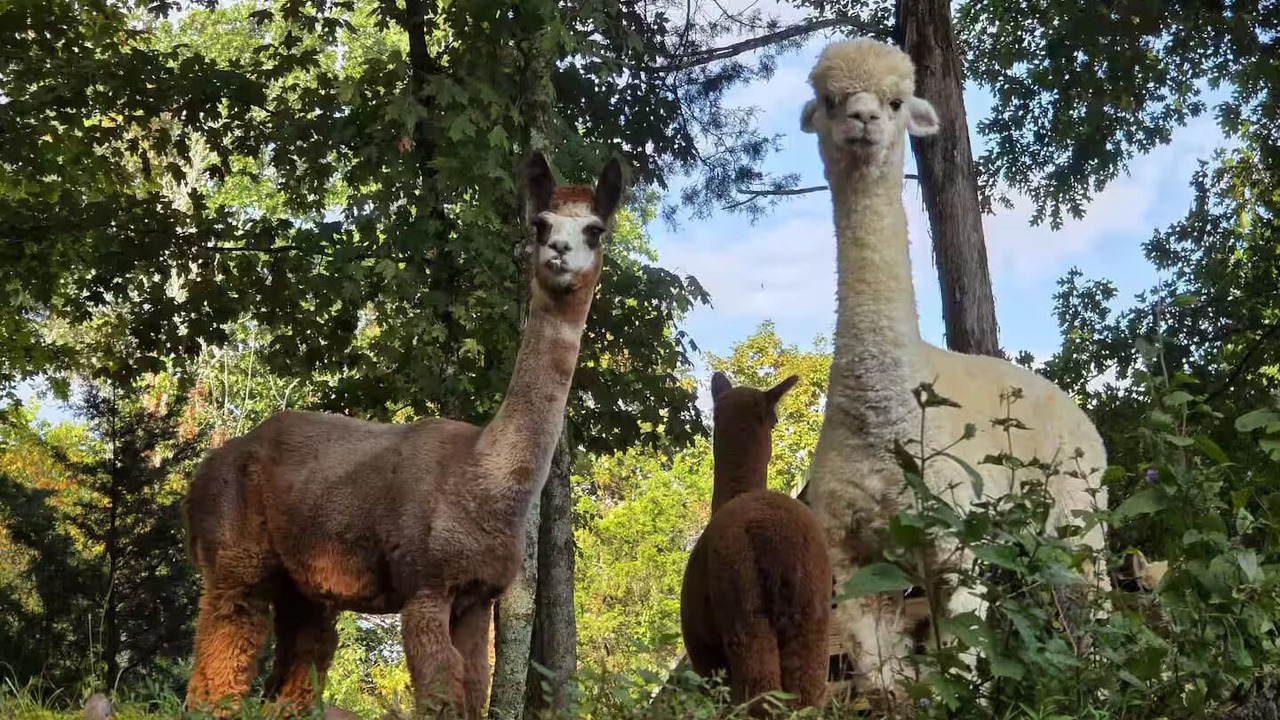 Photo of Others in Dickel