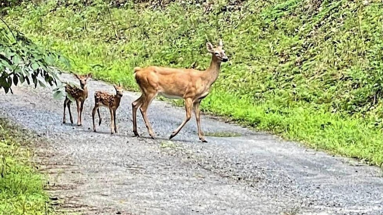 Photo of Others in Lake Lure