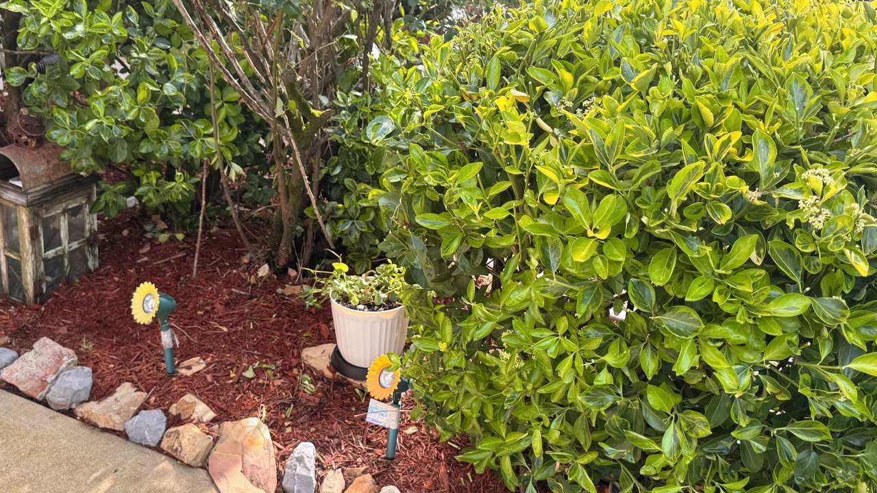 Photo of Outdoor in Southeast Raleigh