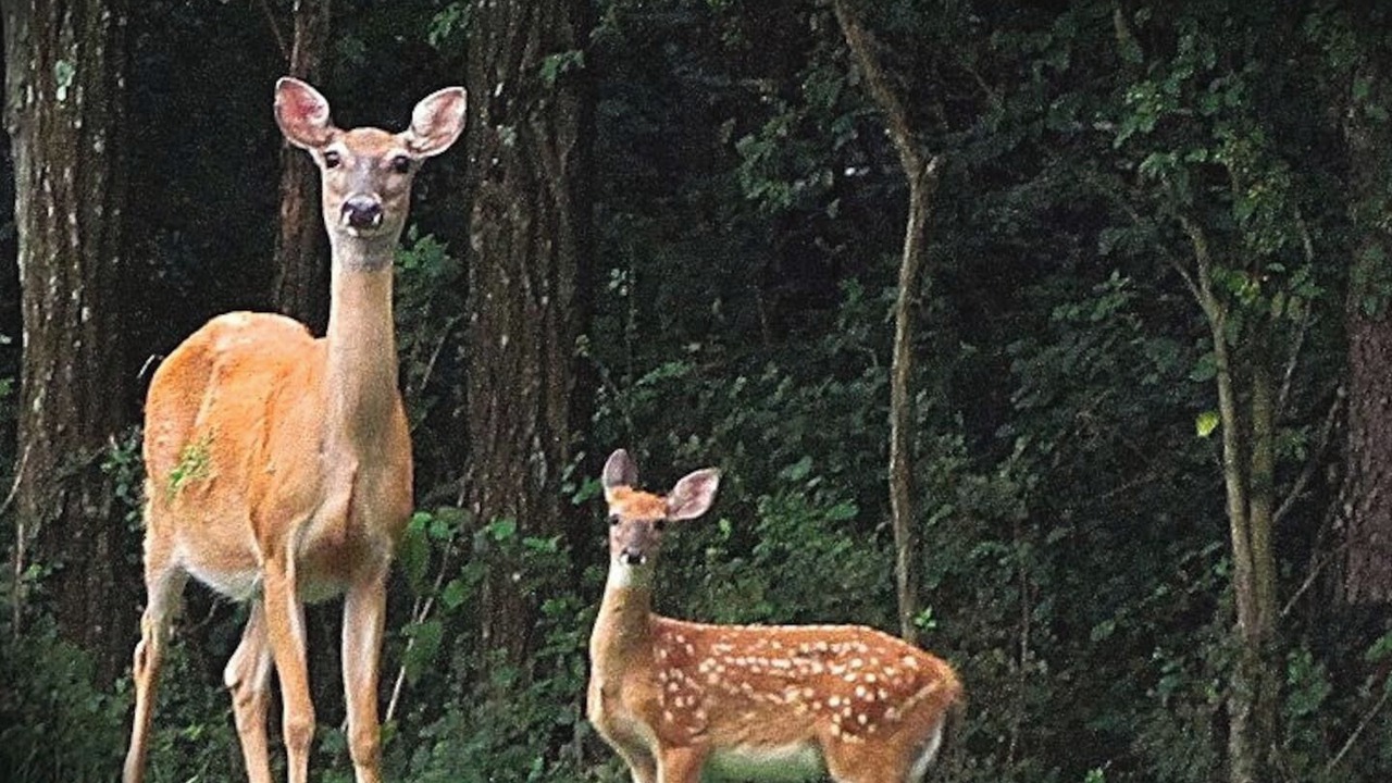 Photo of Others in Lake Lure