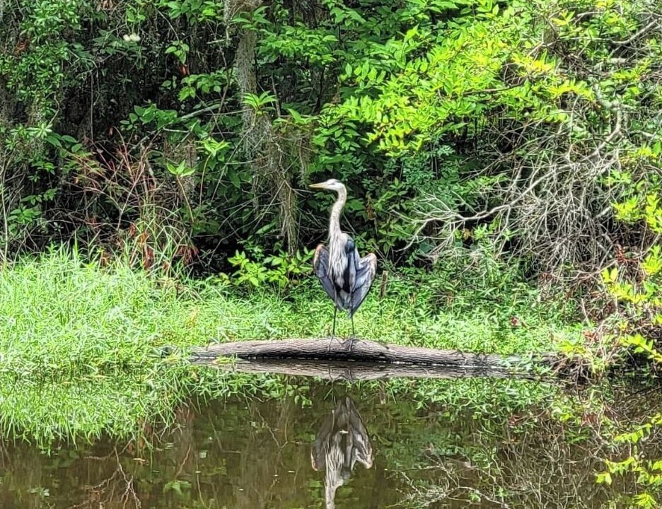 Photo of Others in Forest Hills