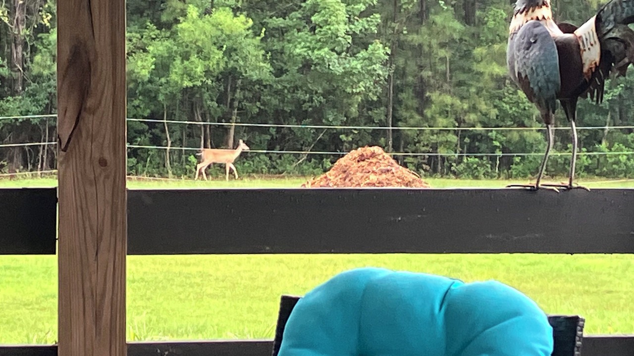 Photo of Outdoor in Little River