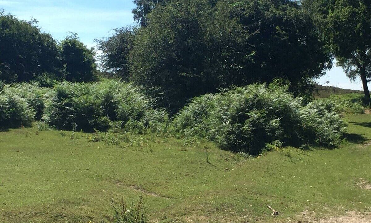 Photo of Others in New Forest District