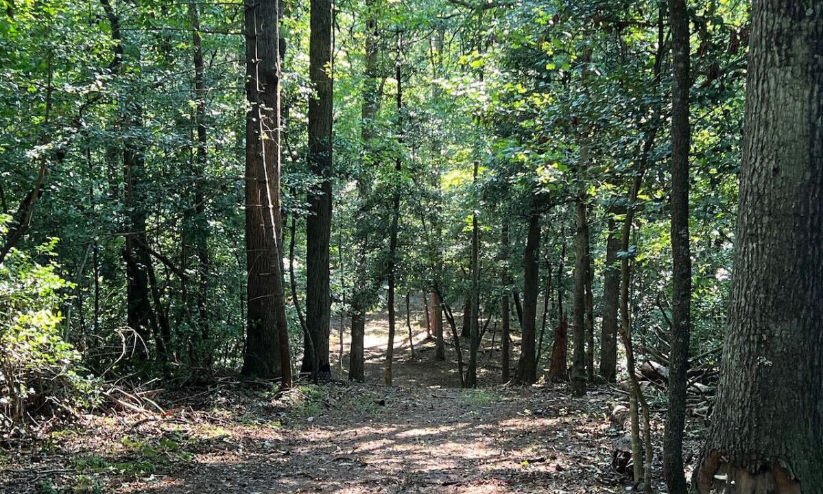 Photo of Others in Traphill