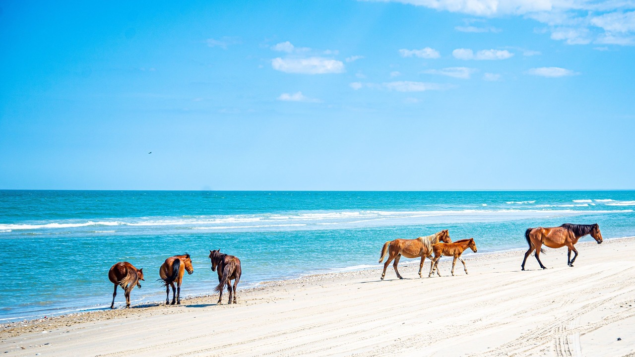 Photo of Others in Carova Beach