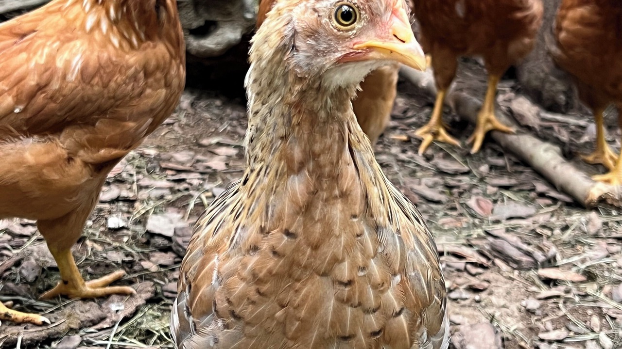 Photo of Others in Rosman