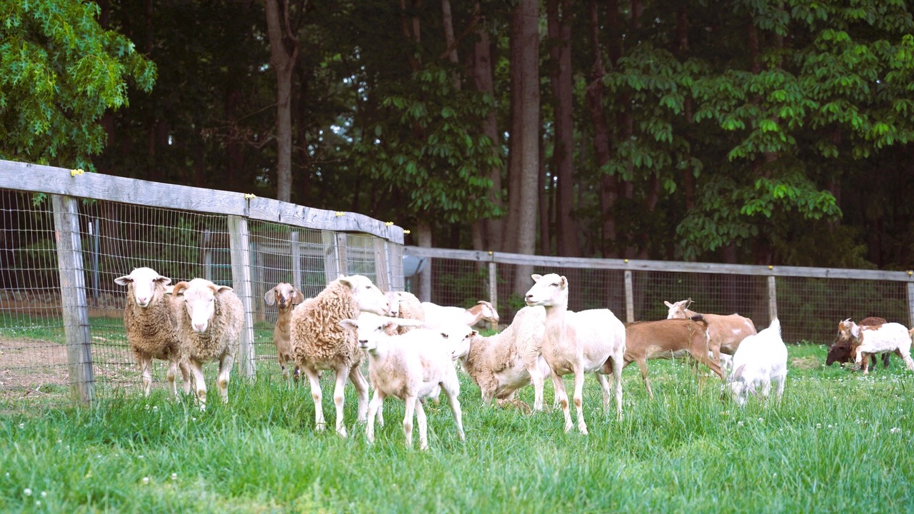Photo of Outdoor in Siler City