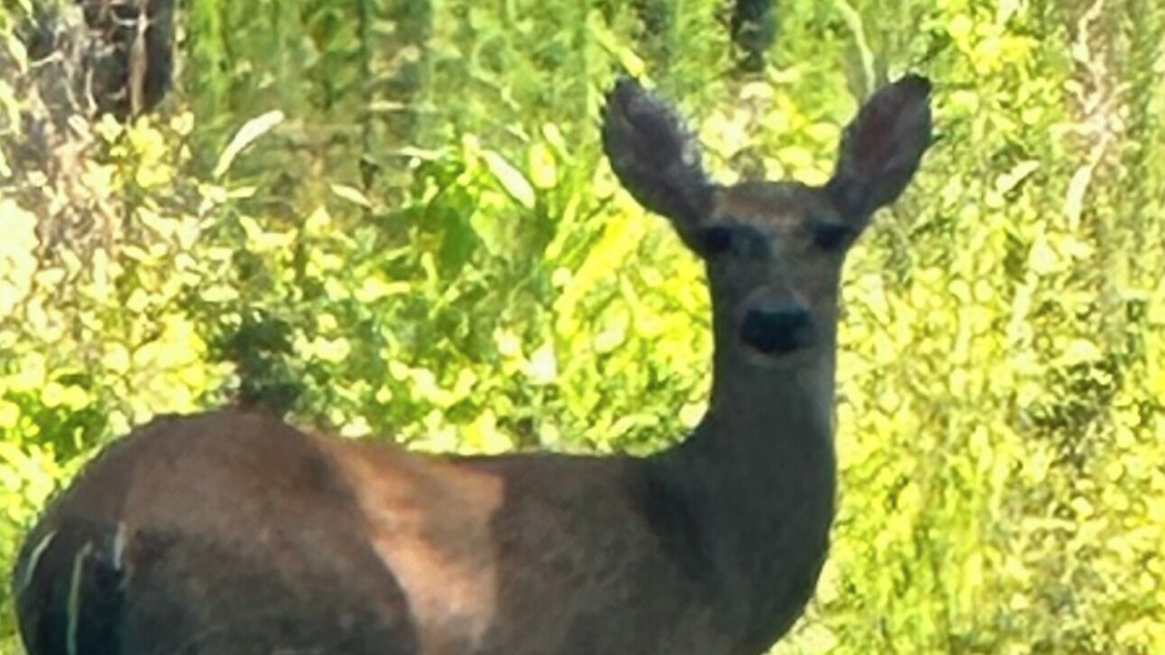 Photo of Outdoor in Upper Peachtree