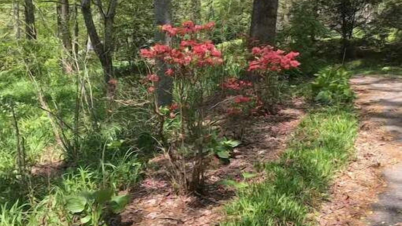 Photo of Outdoor in Saluda