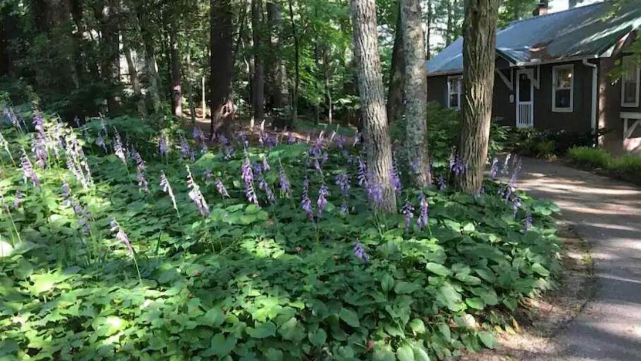 Photo of Outdoor in Saluda