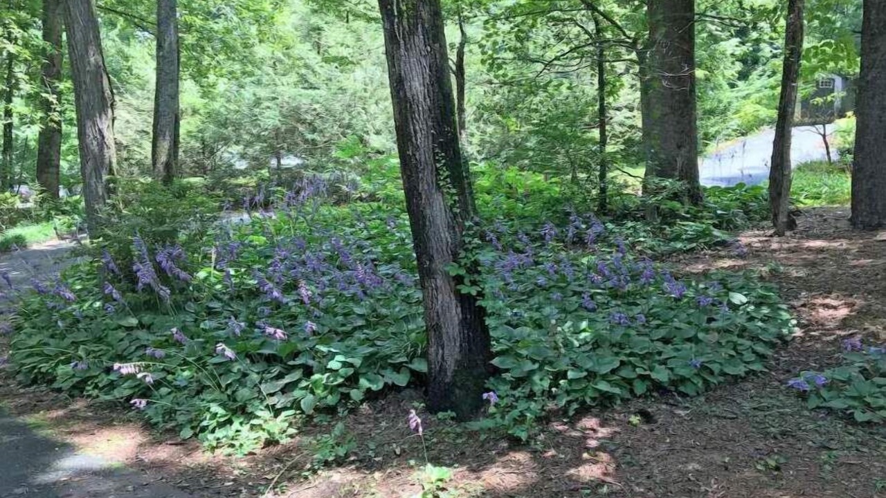 Photo of Outdoor in Saluda