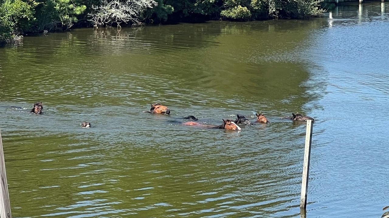Photo of Others in Carova Beach