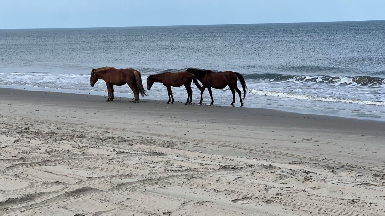 Photo of Others in Carova Beach
