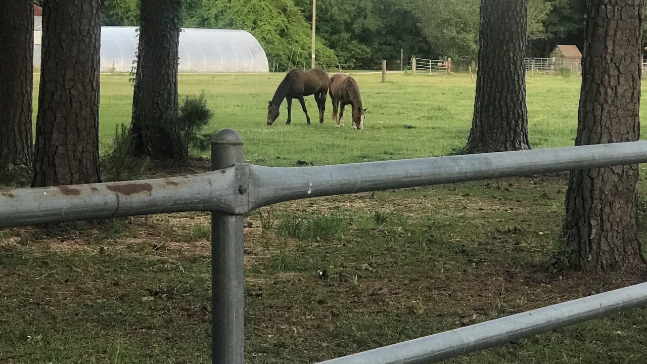 Photo of Outdoor in Burgaw