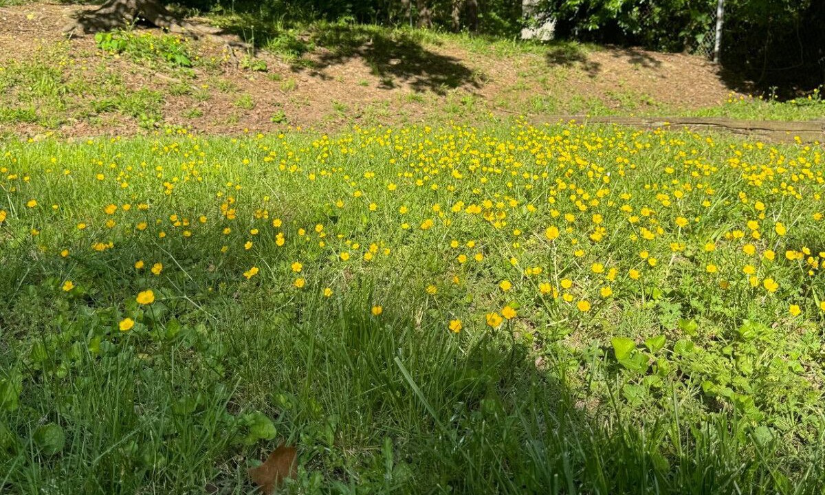 Photo of Outdoor in Greensboro