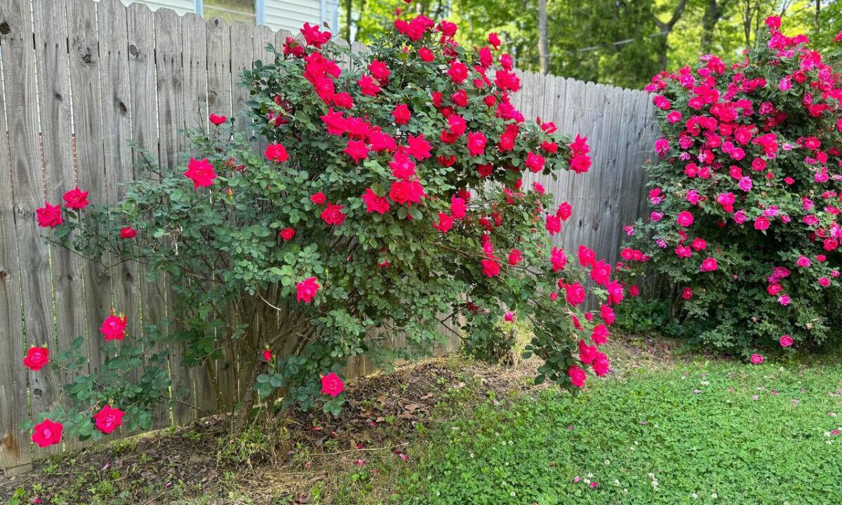 Photo of Outdoor in Greensboro