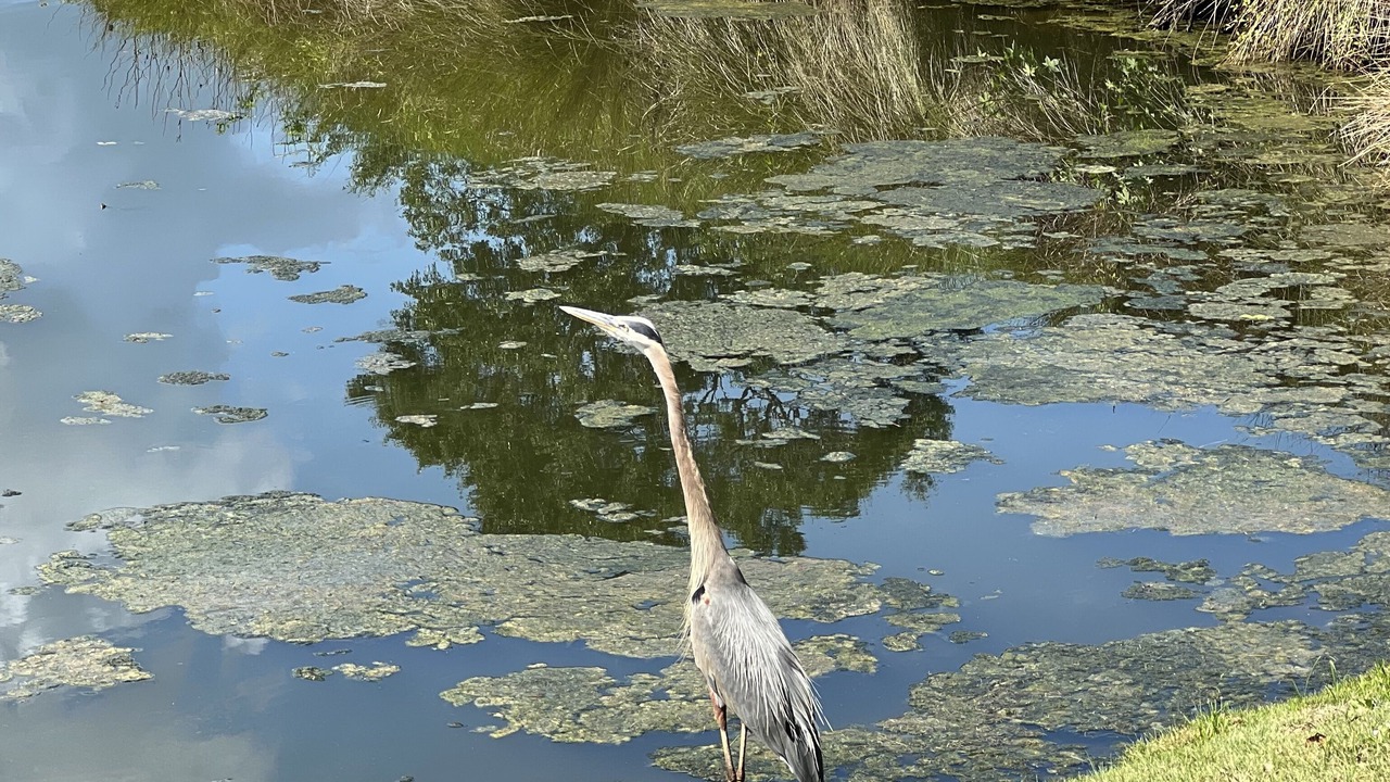 Photo of Others in Murrells Inlet