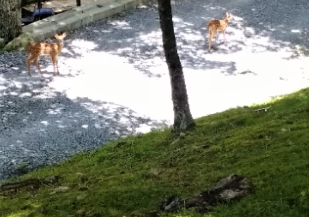 Photo of Outdoor in Beech Mountain