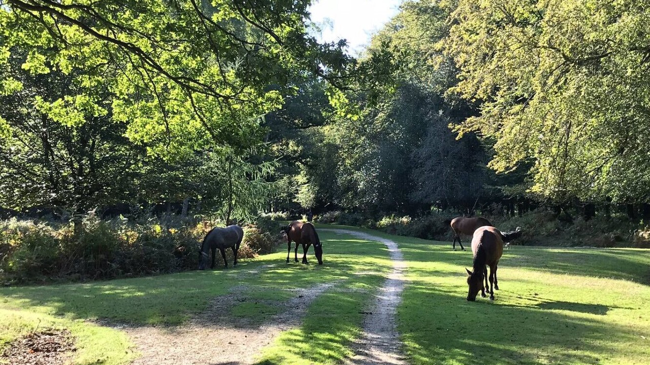 Photo of Others in New Forest District