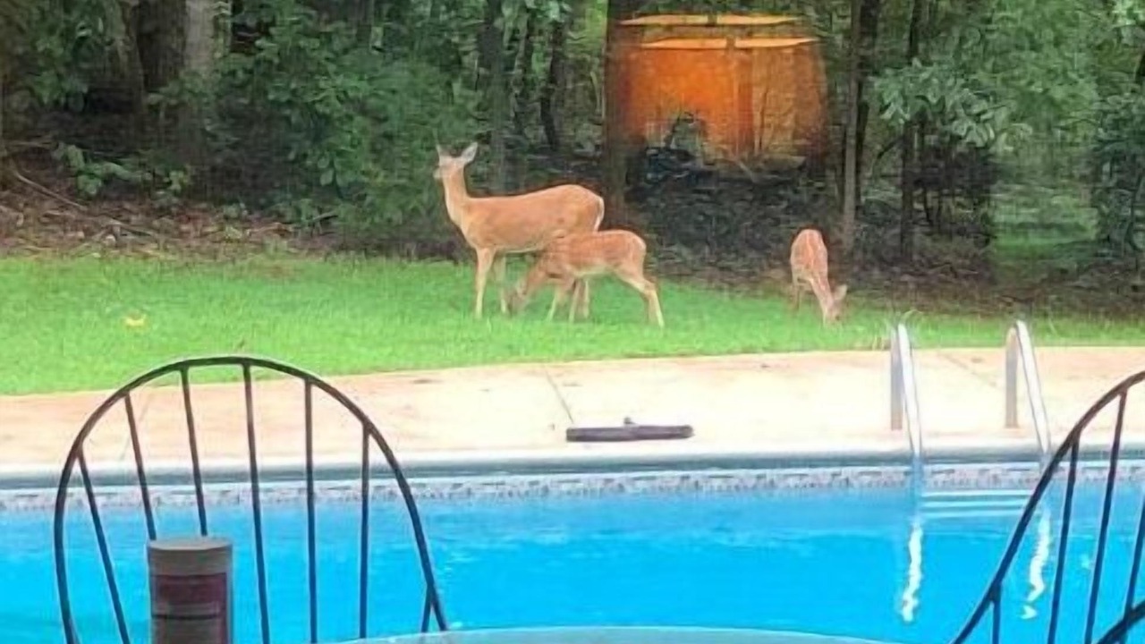 Photo of Outdoor in Tryon
