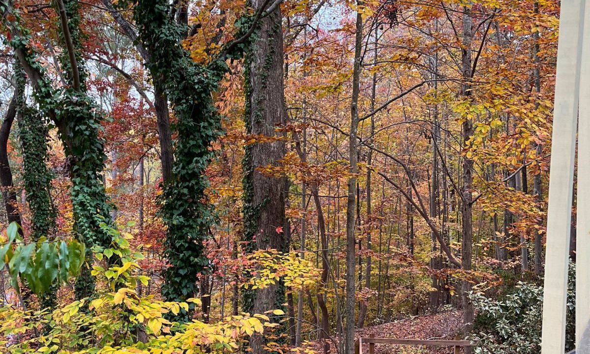 Photo of Outdoor in North Raleigh
