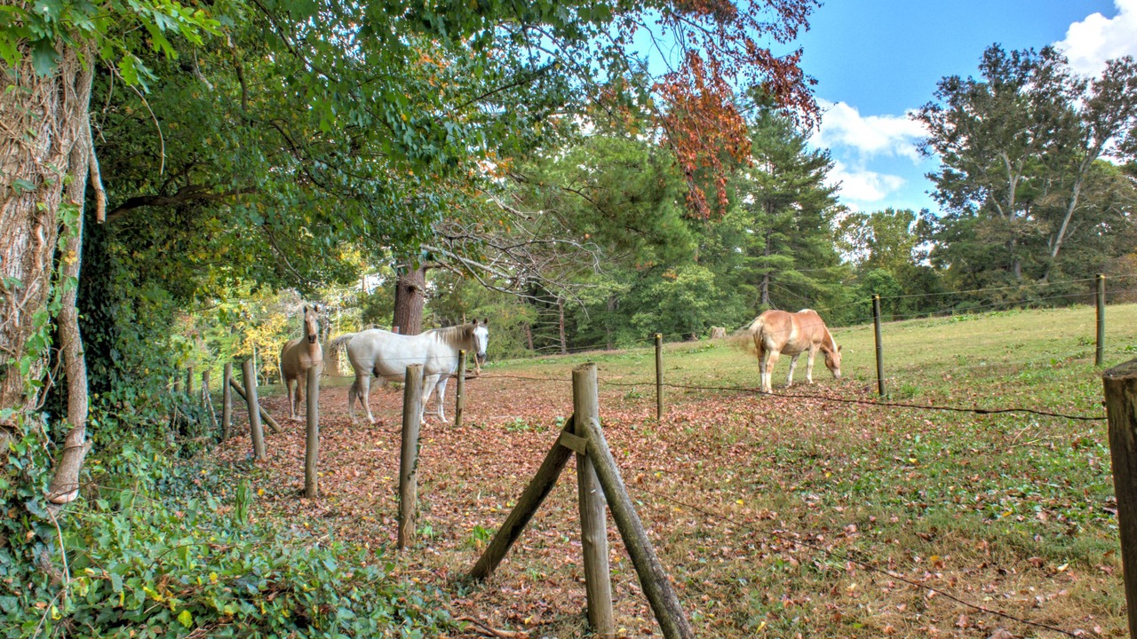 Photo of Others in Skyland