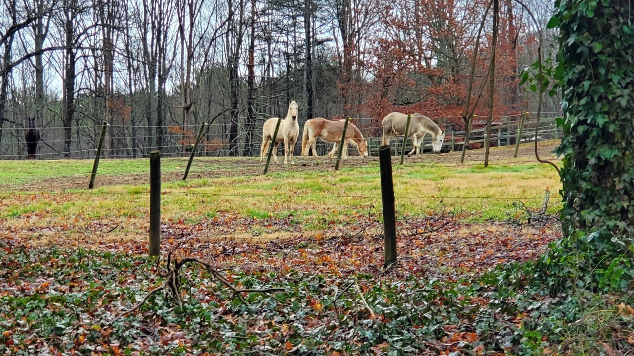 Photo of Others in Skyland