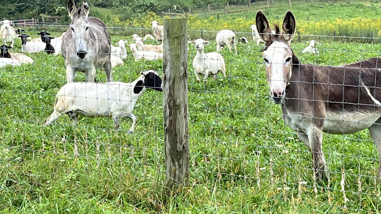 Photo of Others in Elk Creek