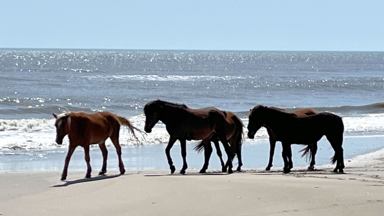 Photo of Others in Corolla Village
