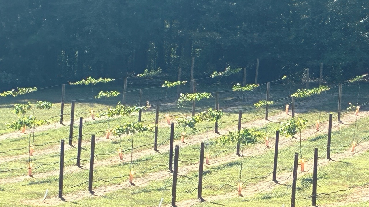 Photo of Others in Stanly County
