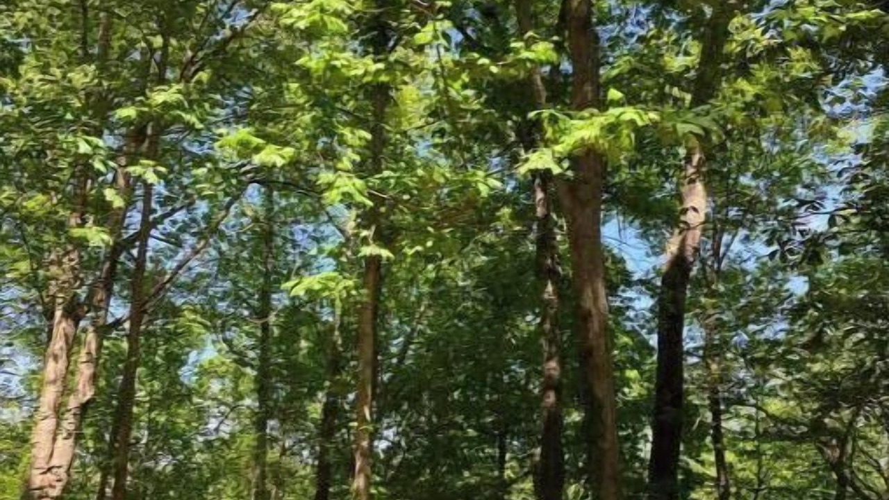 Photo of Outdoor in Lemon Springs