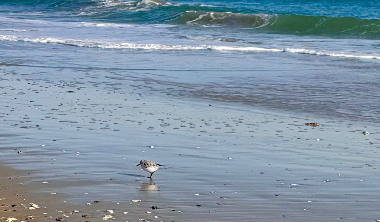 Photo of Others in Surf City
