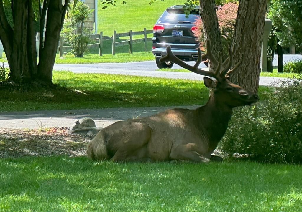 Photo of Others in Valley Creek Run