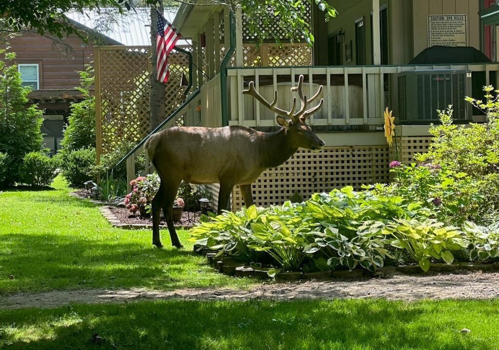 Photo of Others in Valley Creek Run