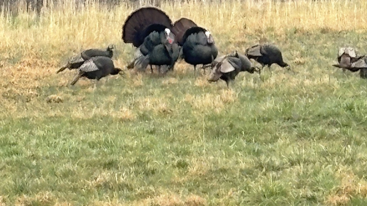 Photo of Others in Hohenwald
