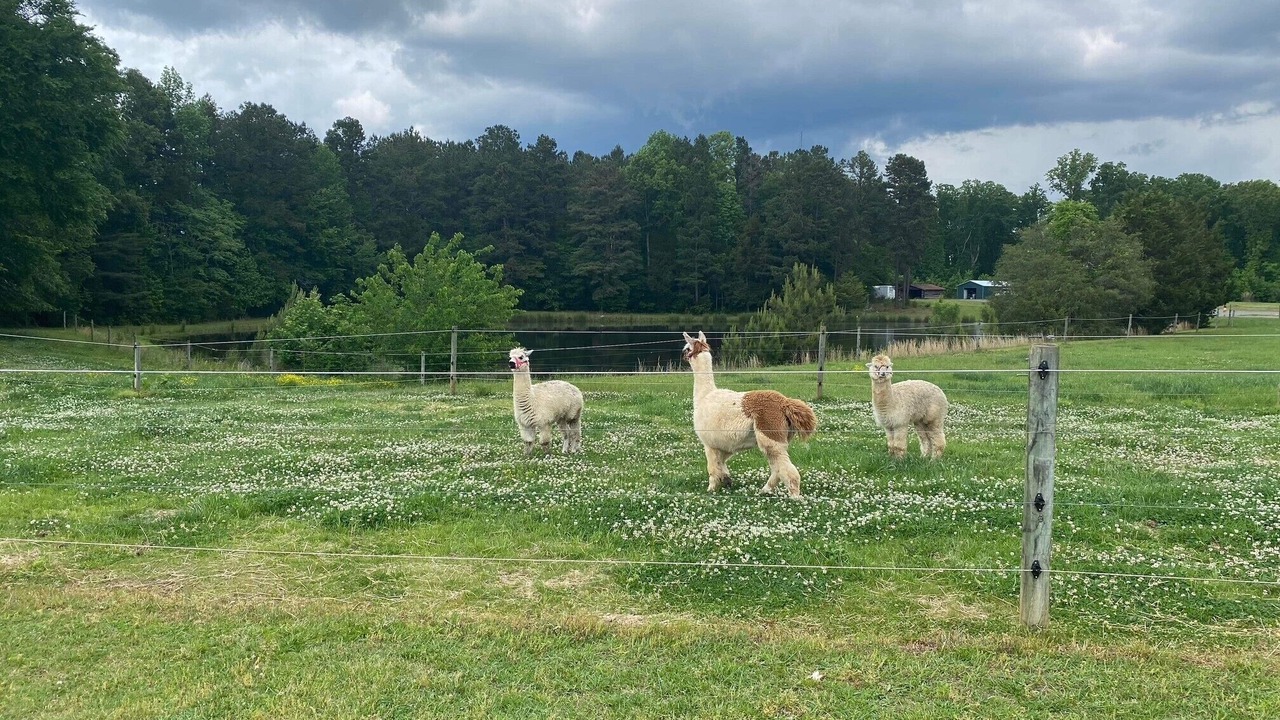 Photo of Others in Siler City