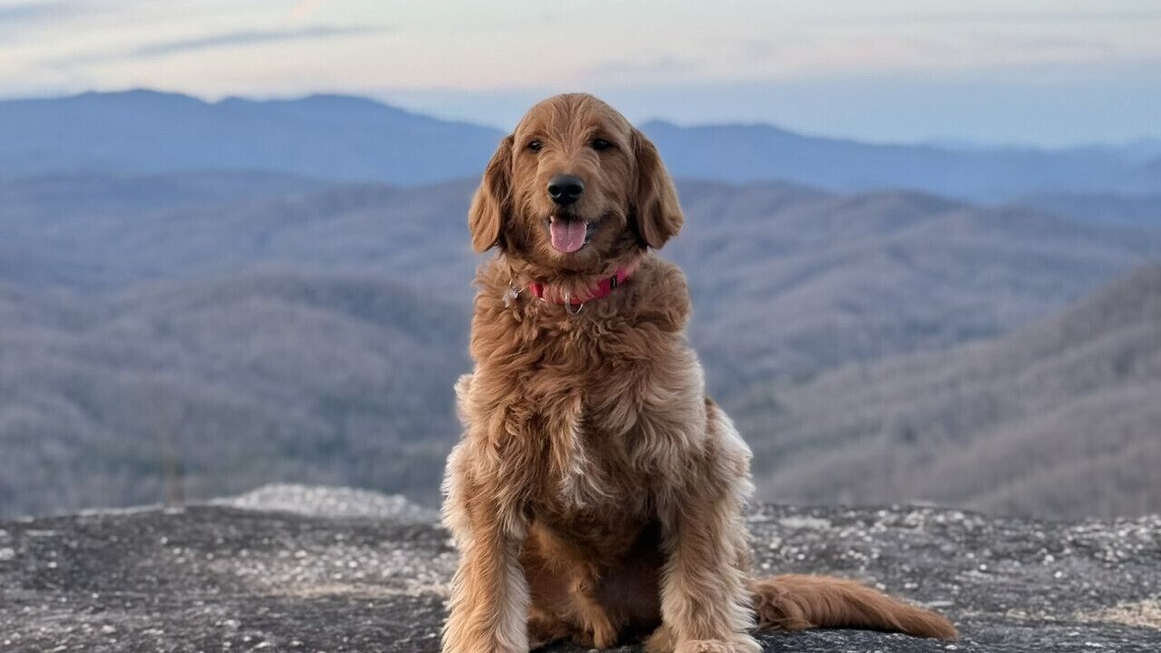 Photo of Others in Black Mountain