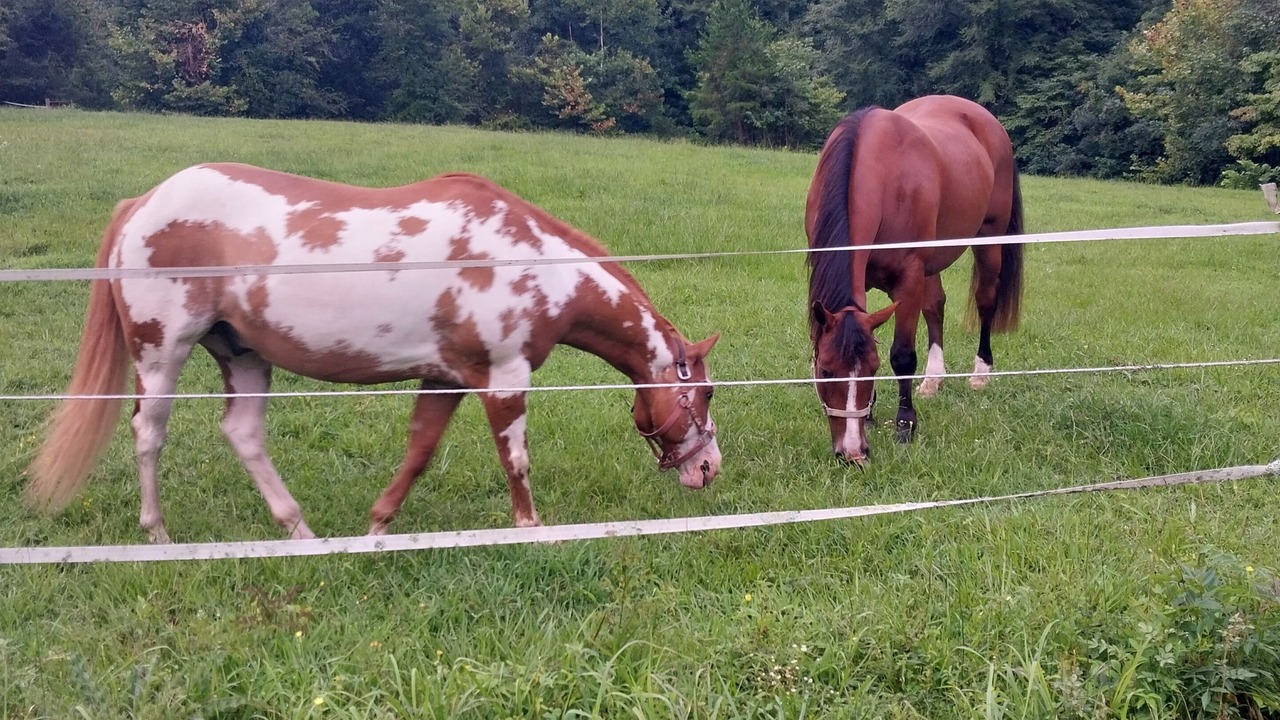 Photo of Others in McLeansville