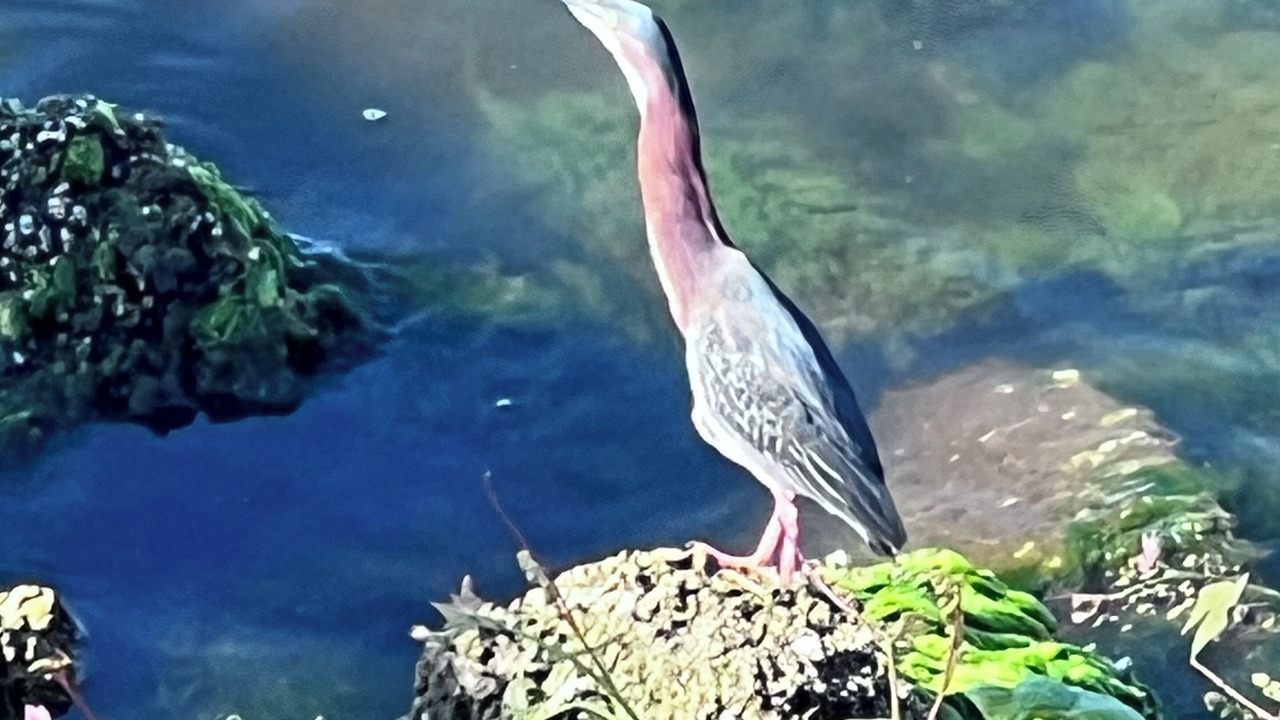 Photo of Others in Minnesott Beach
