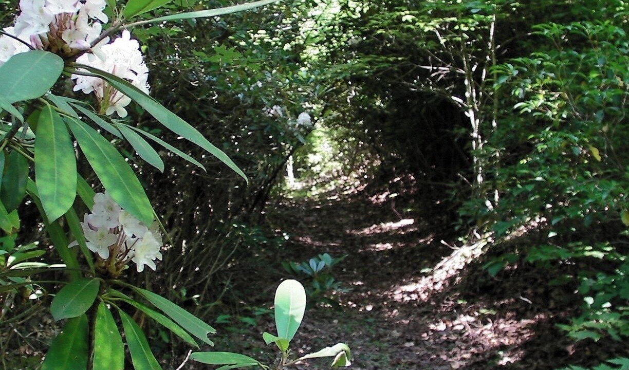 Photo of Outdoor in Moravian Falls