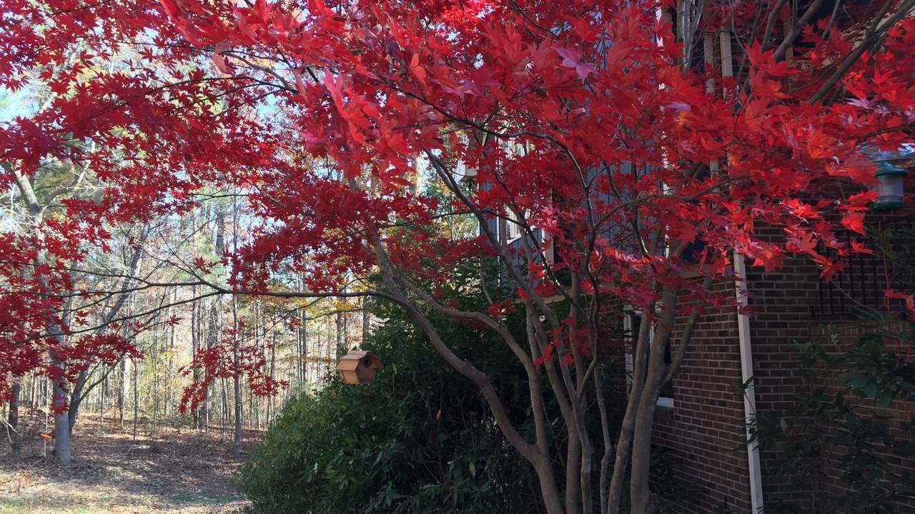 Photo of Outdoor in Southeast Raleigh
