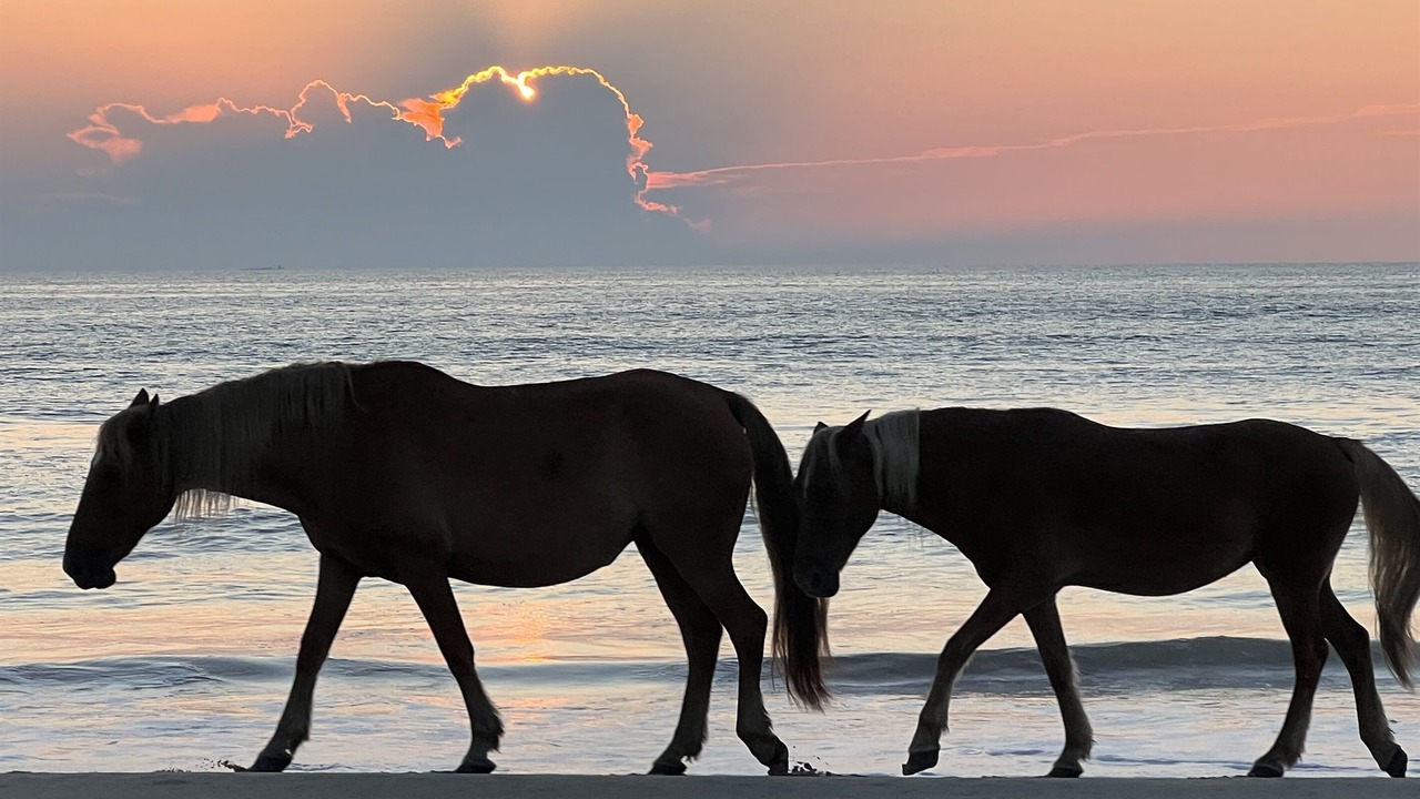 Photo of Others in Carova Beach