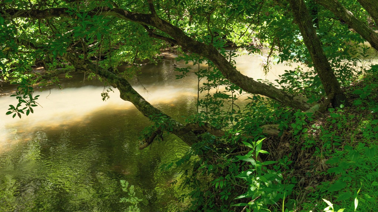 Photo of Others in Brasstown