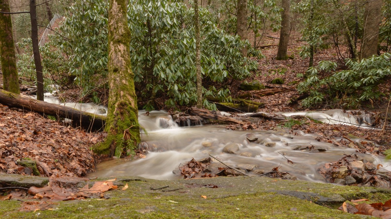 Photo of Others in Maggie Valley
