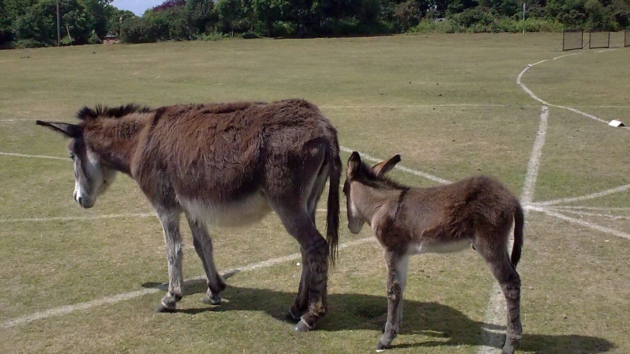 Photo of Others in Damerham