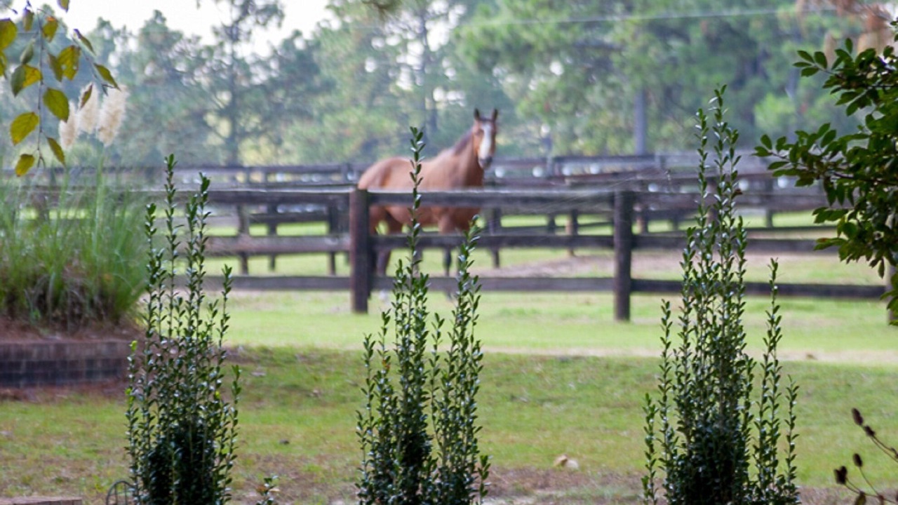 Photo of Others in Southern Pines