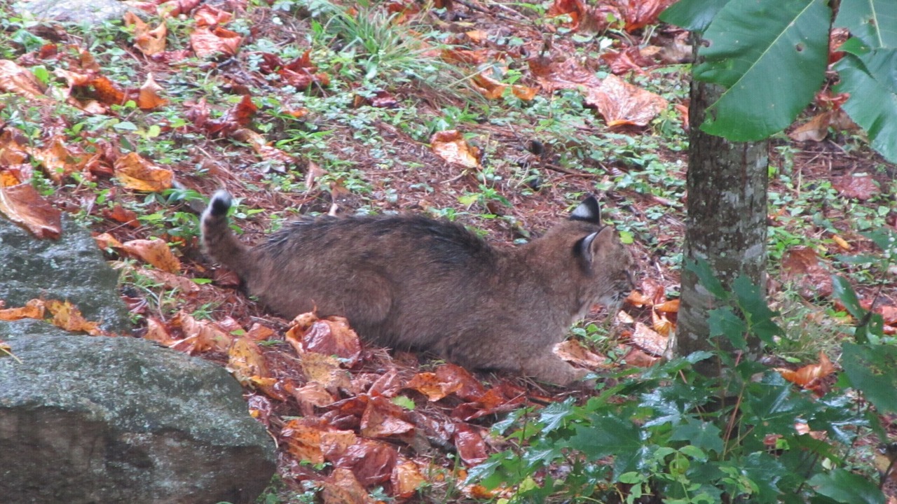 Photo of Others in Cullowhee